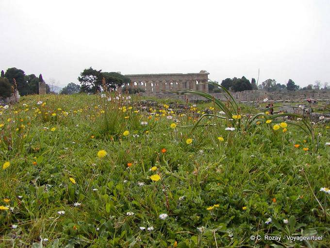 Champ de fleurs printanières, Paestum - Italie