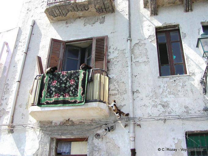 Chats sur le balcon, Syracuse, Sicile - Italie