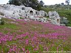 Champ fleuri et grotte, Ispica, Italie.