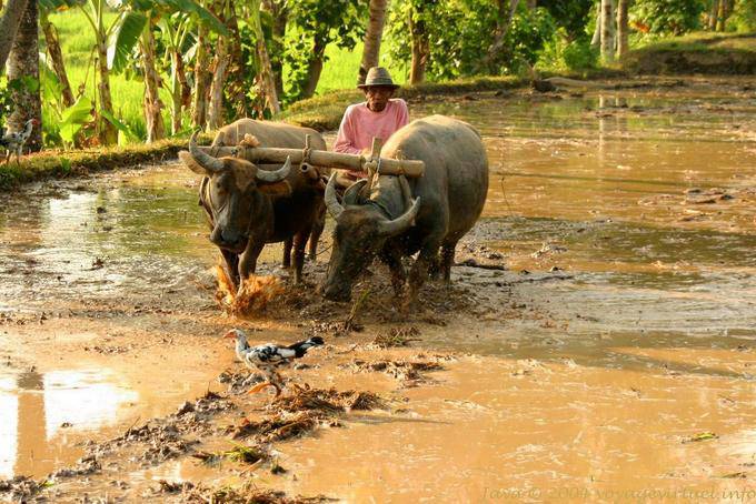 Labour traditionnel dans la rizière, Java - Indonésie