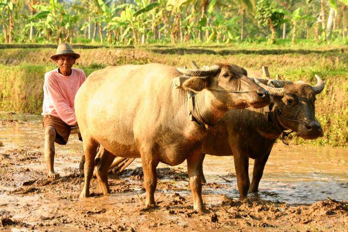 Le laboureur et sa charrue, tirés par des boeufs, Java - Indonésie