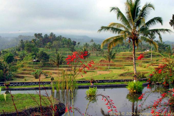 La beauté du paysage cultivé depuis l'hôtel, Jambewangi, Java - Indonésie
