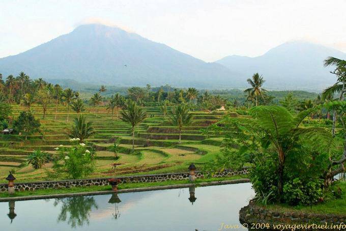 Paysage de rizières sur fond de volcans, Java paysage - Indonésie