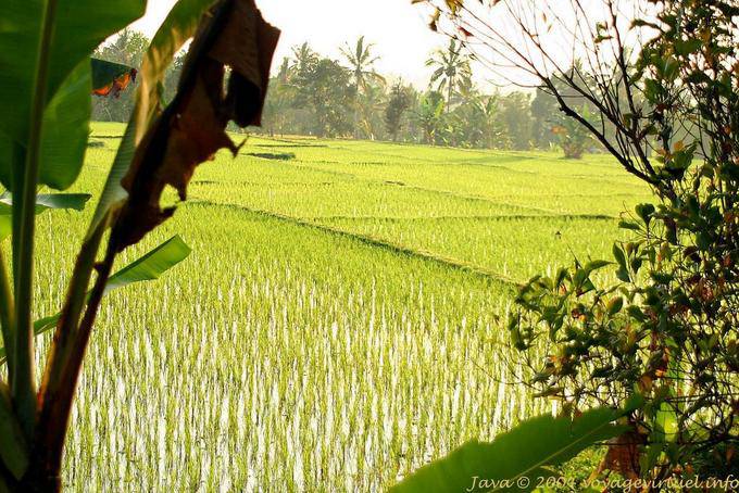 Rizière avec de jeunes pousses vert tendre, Java - Indonésie