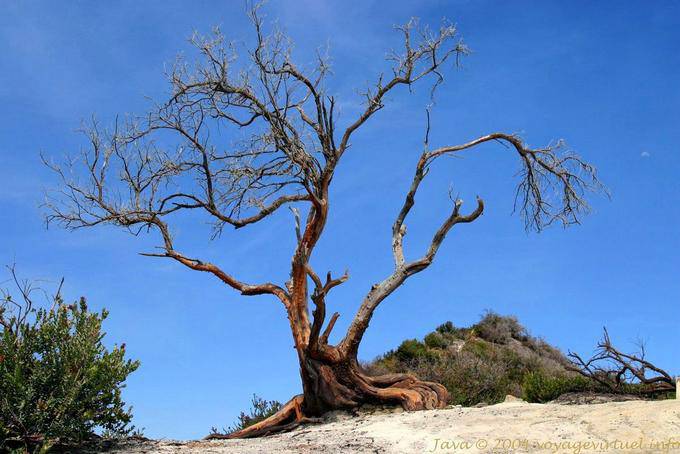 Arbre mort sur les hauteurs de la caldera, Kawah Ijen, Java - Indonésie