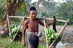 Le balancier du porteur de bananes vertes, Java, Indonésie.