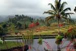 La beauté du paysage cultivé depuis l'hôtel, Jambewangi, Java, Indonésie.