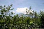 Végétation et nuages sur un volcan, Jambewangi, Java, Indonésie.