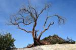 Arbre mort sur les hauteurs de la caldera, Kawah Ijen, Java, Indonésie.