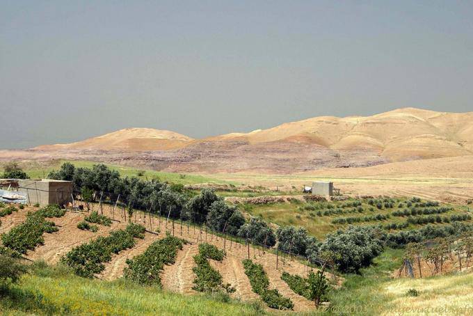 Cultures dans le désert minéral, Jordan - Jordanie