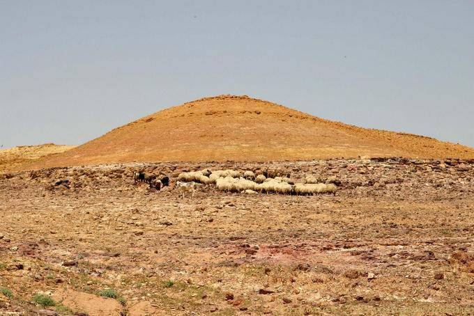 Colline et troupeau de moutons, Jordan - Jordanie