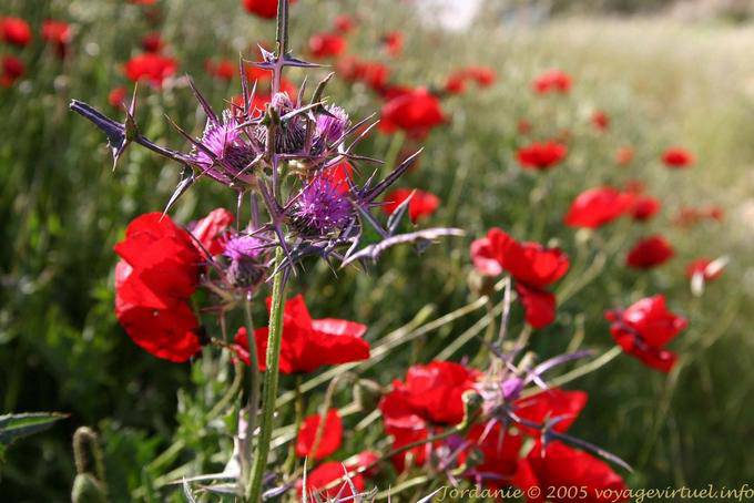 Chardon et coquelicots, Ma'in - Jordanie