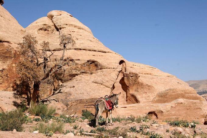 Ane le long du chemin menant au Deir, Pétra - Jordanie