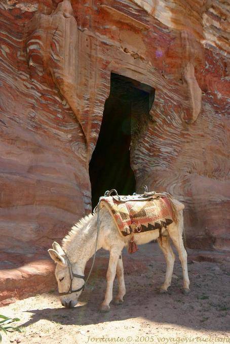 Mule blanche devant l'entrée d'une tombe, Khubta, Pétra - Jordanie
