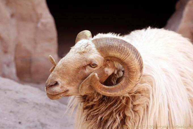 Bouc se promenant dans les gorges du Wadi Al-Farasa, Pétra - Jordanie