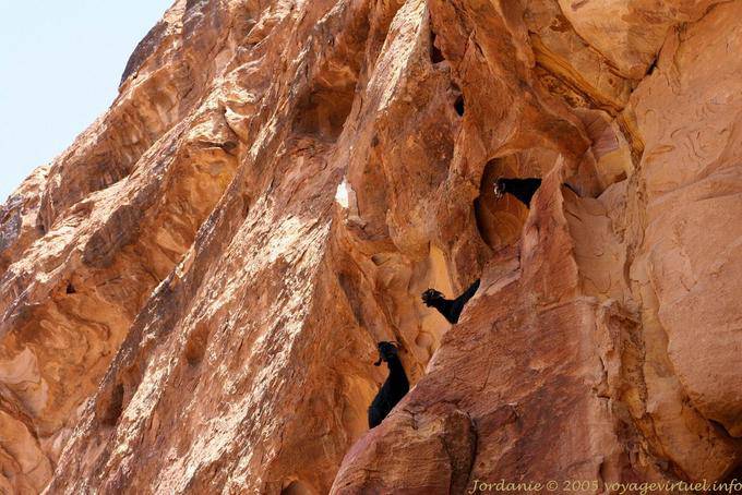 Acrobatie de chèvres sur la falaise du Wadi Al-Farasa, Pétra - Jordanie