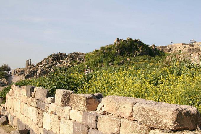Fleurs entre la ville d'Umm Qeis et l'antique Gadara - Jordanie