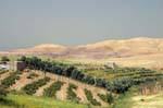 Cultures dans le désert minéral, Jordan, Jordanie.