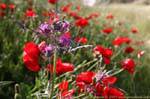 Chardon et coquelicots, Ma'in, Jordanie.