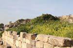 Fleurs entre la ville d'Umm Qeis et l'antique Gadara, Jordanie.
