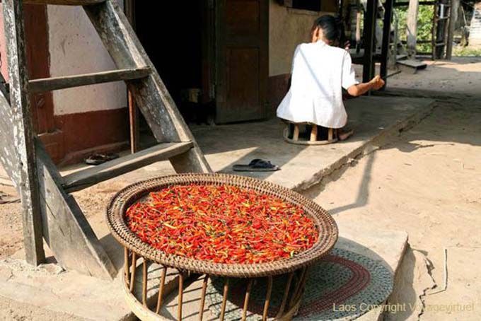 Piments rouges séchés, Ban Xanhai, Laos