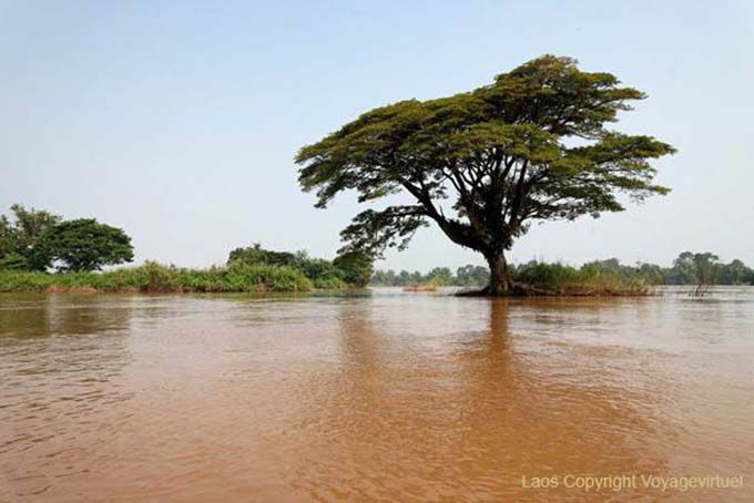 Arbre au milieu de fleuve, Det Island, Laos