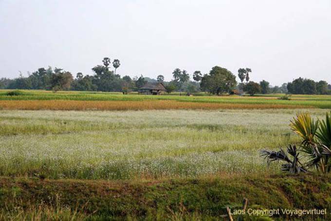 Campagne et cultures, Khong Island, Laos
