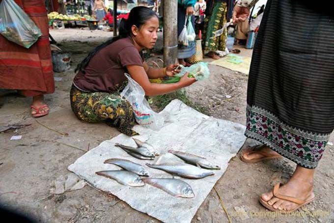 Poisson frais au marché, Khong Island, Laos