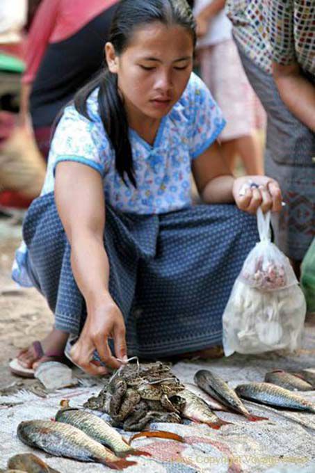Grenouilles et poissons à vendre, Khong Island, Laos