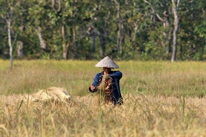 Récolte du riz à Ban Thakho, Laos
