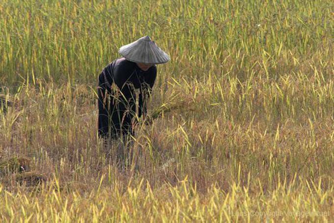 Culture traditionnelle laotienne, Ban Thakho, Laos