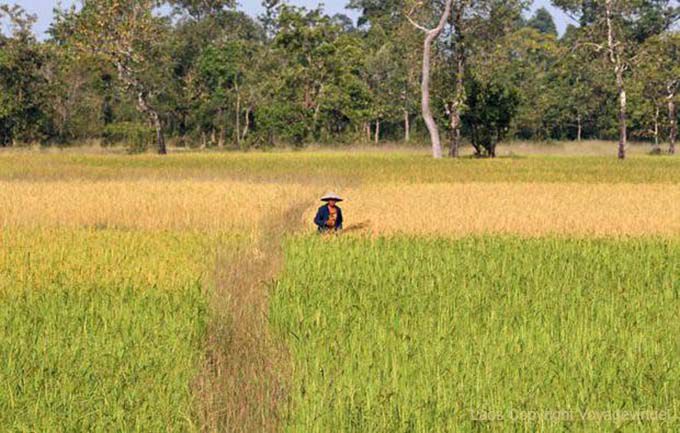 Du tendre au mûr, couleurs de rizière, Ban Thakho, Laos