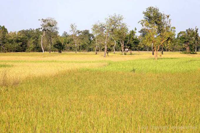 Riz en culture à différentes étapes de pousse, rizières du Laos Sud, Laos