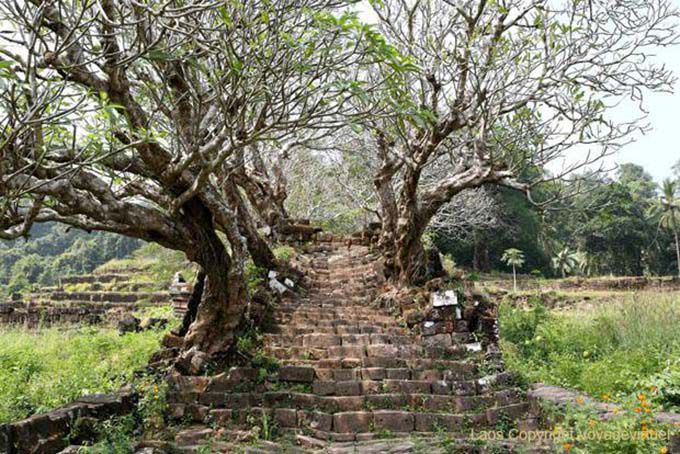 Escalier envahi par les frangipaniers, Wat Phou, Laos