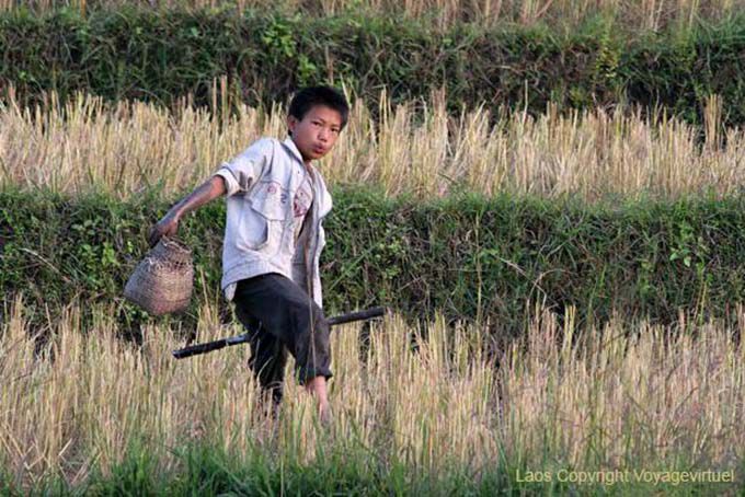 Enfant à la cueillette des crabes de rizières, Xieng Khouang, Laos