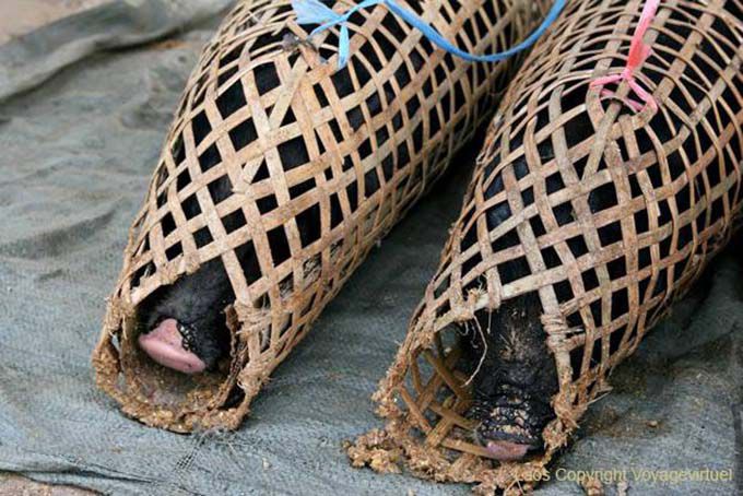 Cochons emballés, Xieng Khouang, Laos