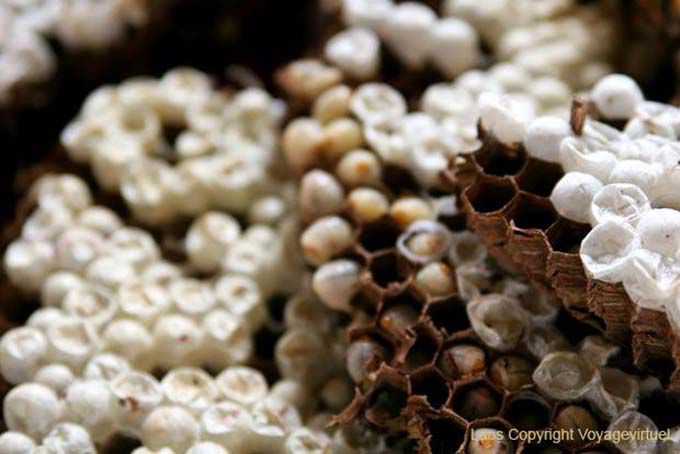 Larves de frelons à déguster, Xieng Khouang, Laos