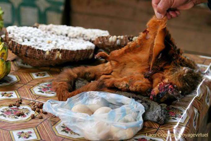 Ecureuil volant proposé au marché, Xieng Khouang, Laos