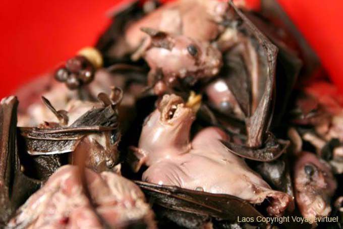 Chauves-souris à tête de vampire à manger, Xieng Khouang, Laos