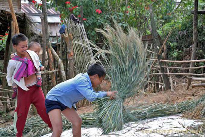 Enfant au travail battant le riz, Thai Dam, Xieng Khouang, Laos