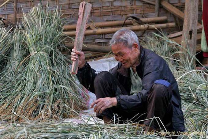 Battage de la récolte par l'ancien, Thai Dam, Xieng Khouang, Laos