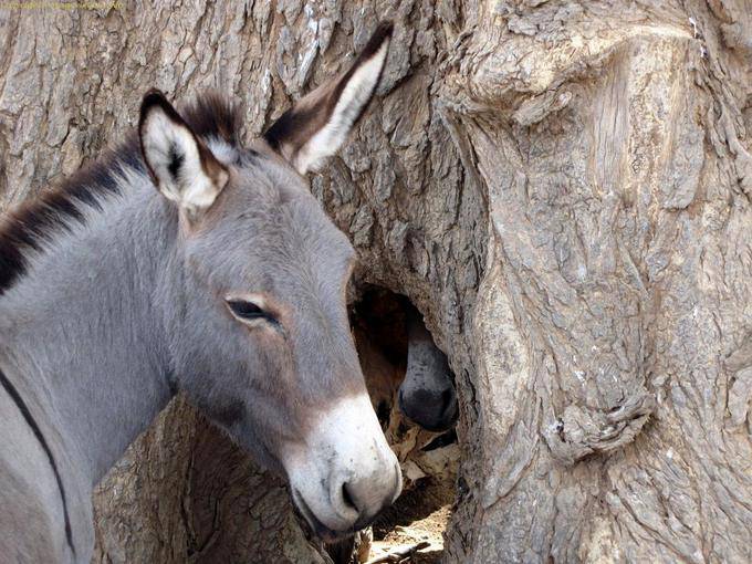 Debecurumba Anes Mali