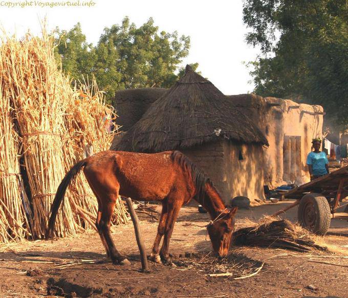 Siby Cheval Mali