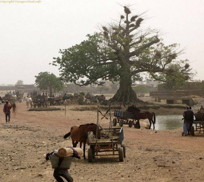 Vers Sokoura Souk Arbre Mali