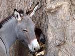 Debecurumba, ânes dans le tronc troué, Mali.