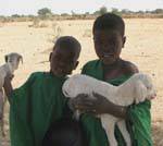 Debecurumba, jeunes brebis dans les bras des gamins en vert, Mali.