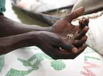 Grains de mil dans les mains, Mali.