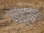 Poissons du fleuve en train de sécher sur la paille, Mali.