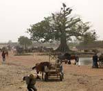 Arbre géant vers le souk, environs de Sokoura, Mali.