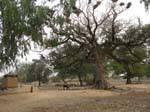 Arbre et végétation vers Sokoura, village des Griots, Mali.